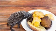 Kot hranjenje jež doma, ki poje jež